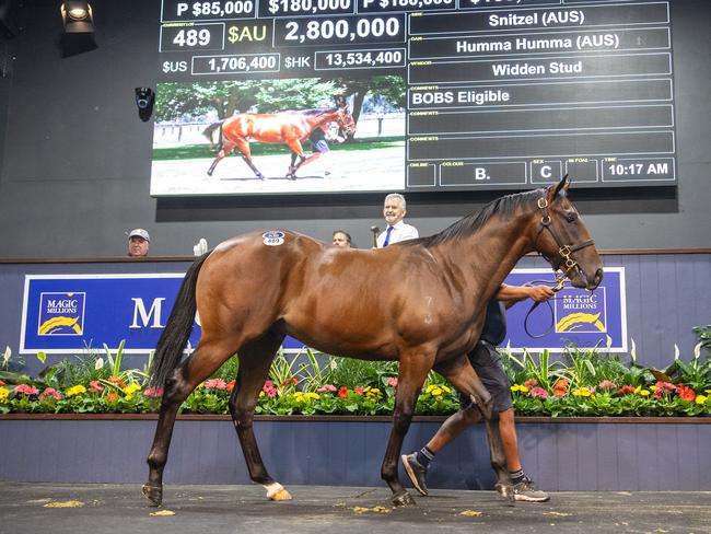 The Snitzel-Humma Humma colt was knocked down for a record $2.8m at today's 2025 Gold Coast Magic Millions Yearling Sale. Picture: Supplied