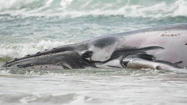 The humpback whale stranded on Sawtell Beach. Picture: Rachel Vercoe
