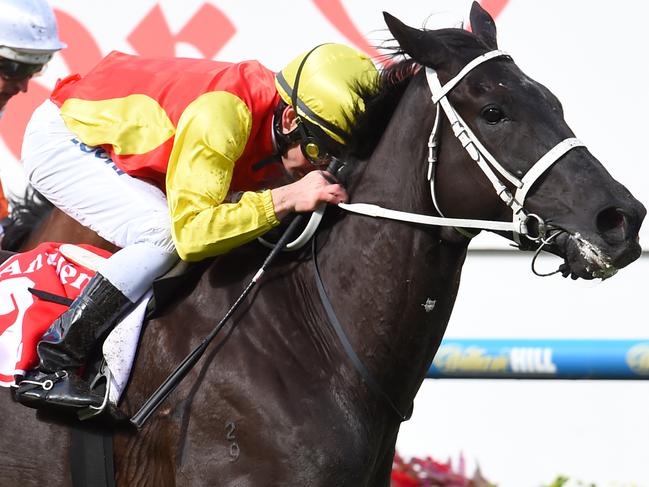 MELBOURNE, AUSTRALIA - OCTOBER 22: Ben Melhallm riding Grand Marshal defeats Hugh Bowman riding Who Shot The Barman in Race 8, Moonee Valley Cup during Cox Plate Day at Moonee Valley Racecourse on October 22, 2016 in Melbourne, Australia. (Photo by Vince Caligiuri/Getty Images)