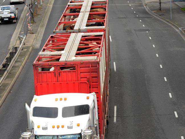 HGVs transporting livestock along City Rd. Picture: Andrew Henshaw