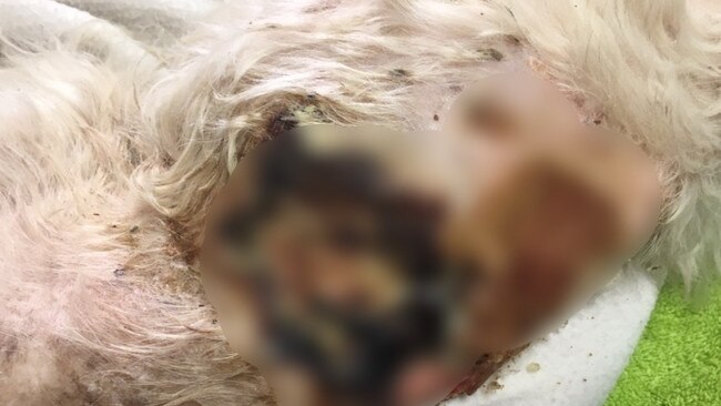 The dog’s wound was left untreated and contained maggots. Picture: Supplied.