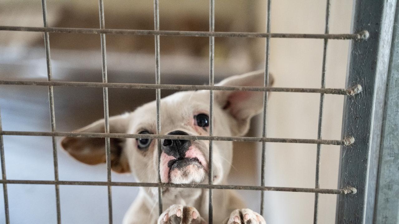 Hundreds of animal cruelty and neglect complaints were made against Ipswich pet owners in the 2019 calendar year.