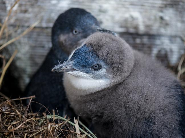 Little penguins at Bicheno