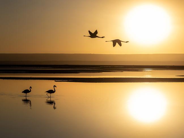 Flamingos fly over a salty brine pond in the National Flamingo Reserve near San Pedro de Atacama, Chile. Photo by John Moore/Getty Images