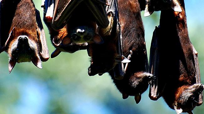 New bats on the block the Little Red Flying fox is just new to the Cooloola area and boosted the number of flying foxes roosting on Gympie Creek near the Nestle.Photo Craig Wahurst  / The Gympie Times