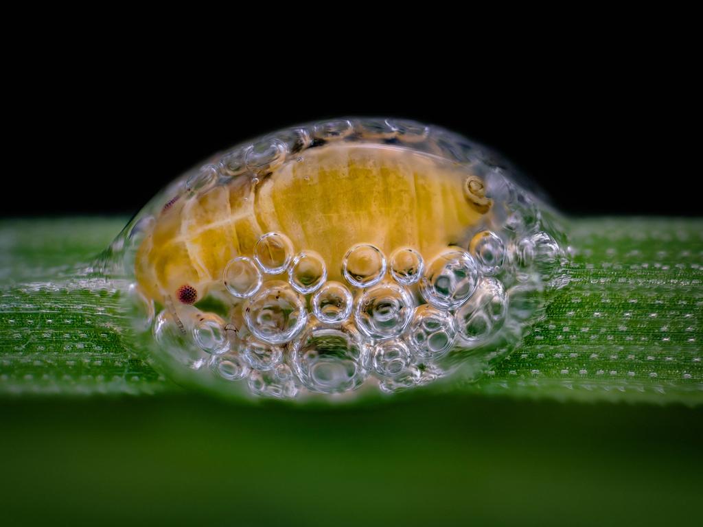 3rd Place Spittlebug nymph in its bubble house Picture: Saulius Gugis