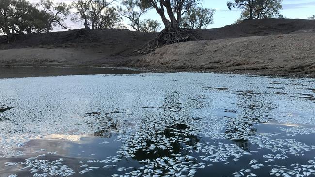 Utter carnage: Dead fish in the Menindee weir pool in late January. Officials found hundreds of thousands of dead fish in the Menindee weir pool and neighbouring waterways, including bony herring, golden perch and carp. Picture: AAP