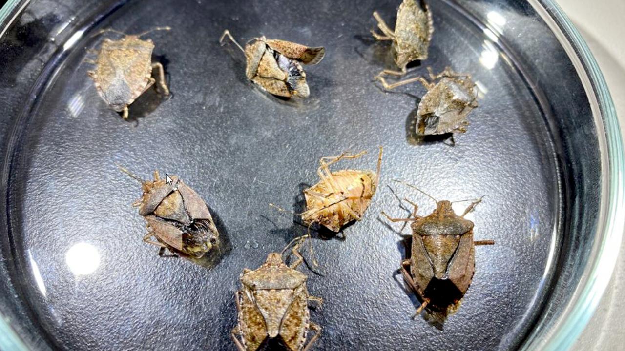 Brown marmorated stink bugs intercepted at airports around Australia pose a risk to “our way of life”. Picture: Supplied, Department of Agriculture, Fisheries and Forestry