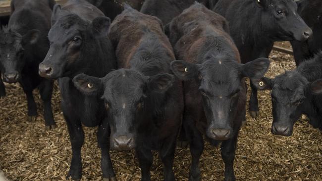 Hungry for more: Cattle markets are seeing an insatiable demand for stock. Picture: Zoe Phillips