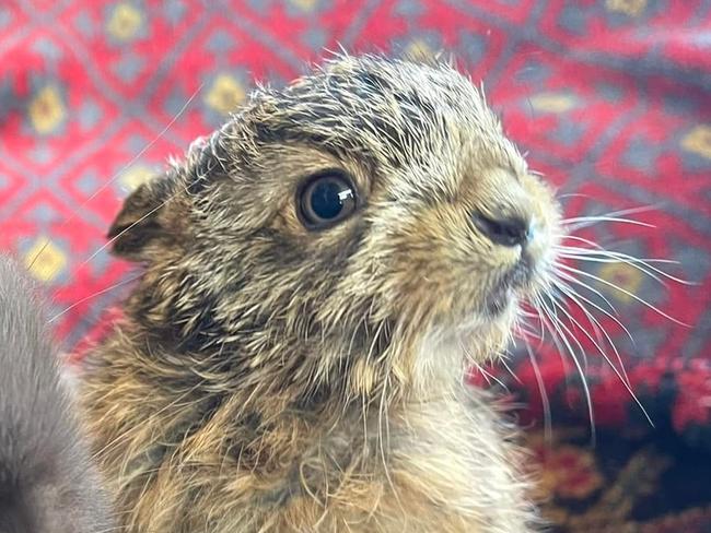 WATCH: Huon Valley sanctuary welcomes first ever baby hare