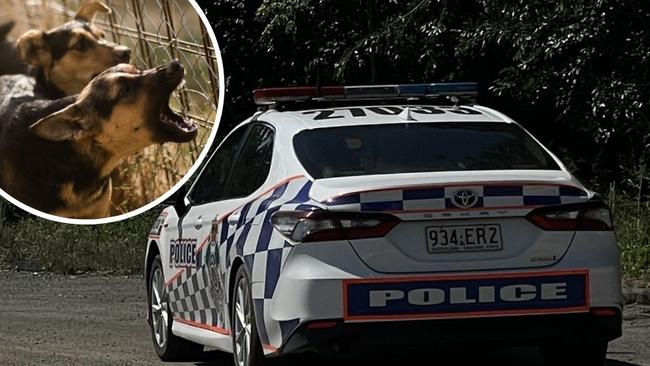 Investigations are underway following a spate of dog attacks which put three Gympie residents in hospital and sparked an hours-long hunt by police and rangers for the dangerous animals.