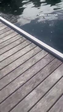 Shark spotted at popular Sydney swimming spot