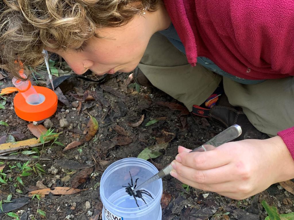 Scientist uses tiny trackers to keep tabs on funnel-web spiders