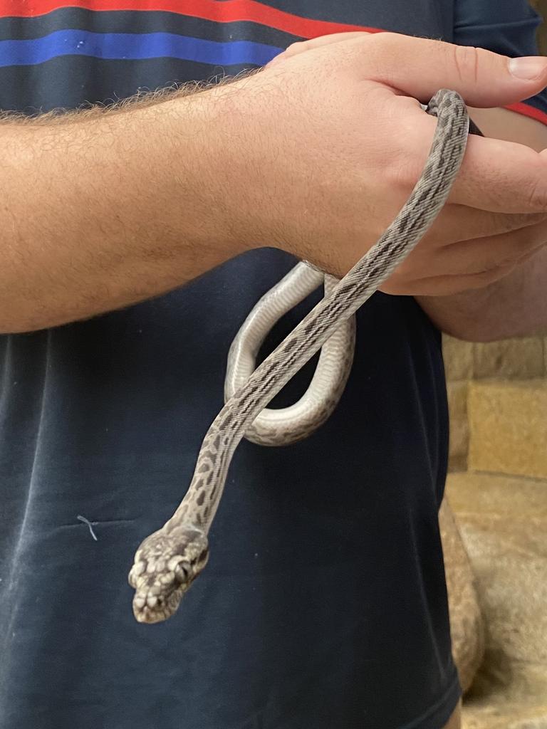 Katherine High School teacher Thomas Hennessey holds an Oenpelli python. Picture: Sierra Haigh