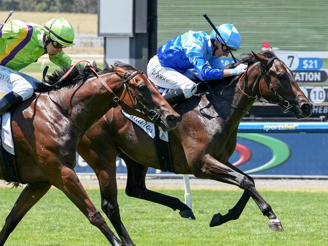 Inkaruna ridden by Daniel Moor wins the Lamaro's Hotel Chairman's Stakes (Chute) at Sportsbet Sandown Lakeside Racecourse on February 01, 2025 in Springvale, Australia. (Photo by George Sal/Racing Photos via Getty Images)