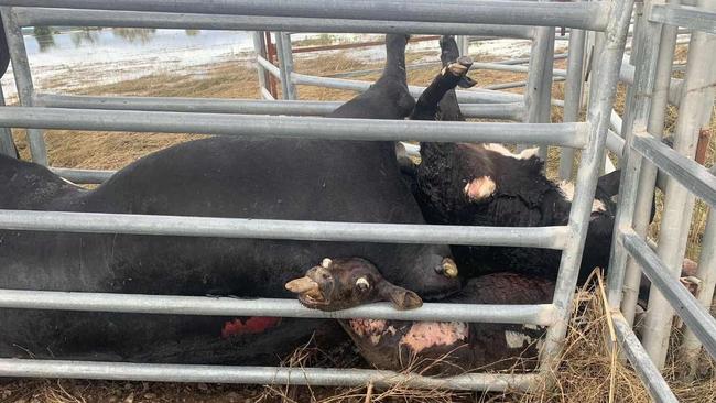 The floods have killed hundreds of cattle. Picture: Bruno Ros via NCA NewsWire