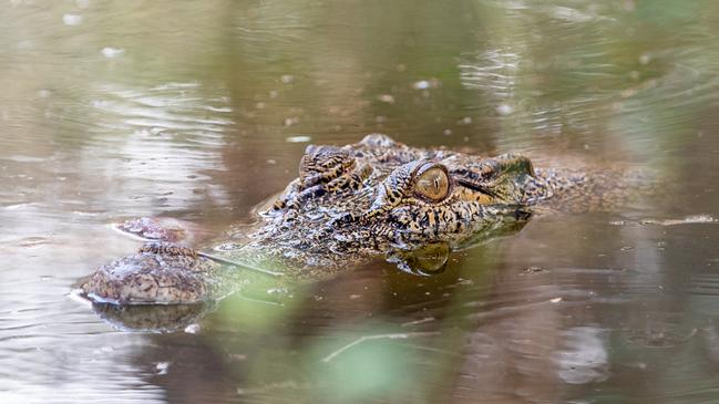 One of Trevor Sullivan’s pet crocs inside its enclosure. Picture: Pema Tamang Pakhrin