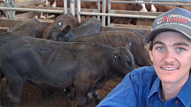 Corcoran &amp; Parker agent Harris Doodewaard with the young steer calves he paid $1200 for at Wangaratta today, destined for bullock clients in the local area.