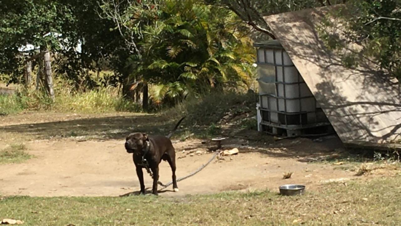 Dirt circles surround dog Cletus who was tethered on a heavy chain weighing 20 per cent of his body weight for up to 22 hours a day at a Sarina Range property. Cletus was also covered in scars which were found to be evidence of multiple dog fights.James Tree was found guilty involving Cletus in dog fighting and of animal negligence over their treatment.