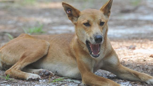 Fresh details emerge after dingo speared to death on K’gari