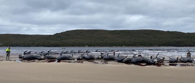 The dead whales tied together to be dragged out to sea by salmon boats. Picture: NRE Tas