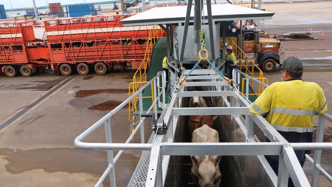 NT Livestock Exporters Association - An innovative new ramp design has delivered spectacular results for Territory cattle exporters