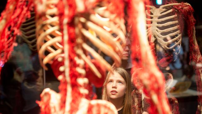 Body Worlds Vital exhibition at Sydney Town Hall. Picture: Rachel Spillane