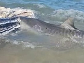 A tiger shark feasts on a dead whale carcass on a beach near Sarina, 30 minutes south of Mackay, on Saturday August 24, 2024. Photo: Contributed