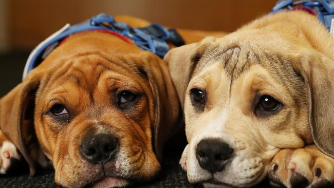 Mastiff Cross Staffy pups Elton and Betsy are in need of a home. Picture: Rohan Kelly