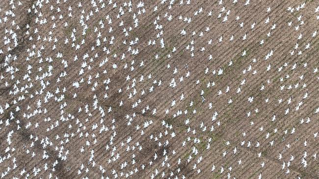 Snow geese in the US have been hit by bird flu. (Photo by Jim WATSON / AFP)