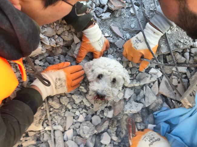 Rescuers extract a dog named Pamuk from the rubble of a collapsed building in Hatay on February 9, 2023, three days after a massive earthquake. Picture: AFP