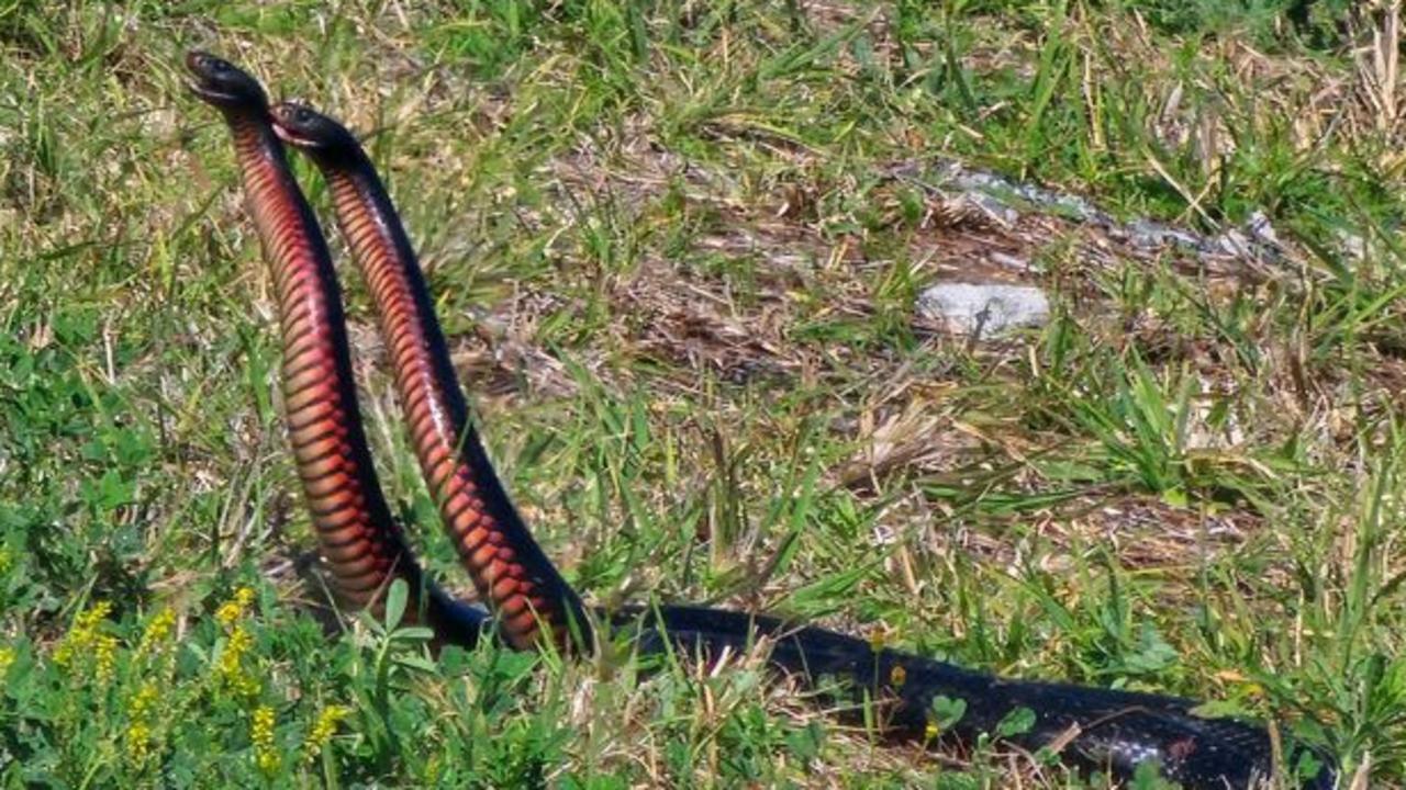 Karin Hocking was mesmerised by the two red-bellied black snakes she filmed battling it out for a mate at Old Bar.