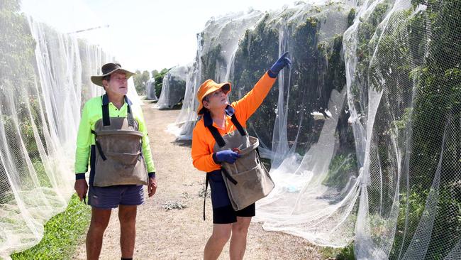 Mareeba lychee farmers Mal and Jan Everett on their farm PICTURE: ANNA ROGERS