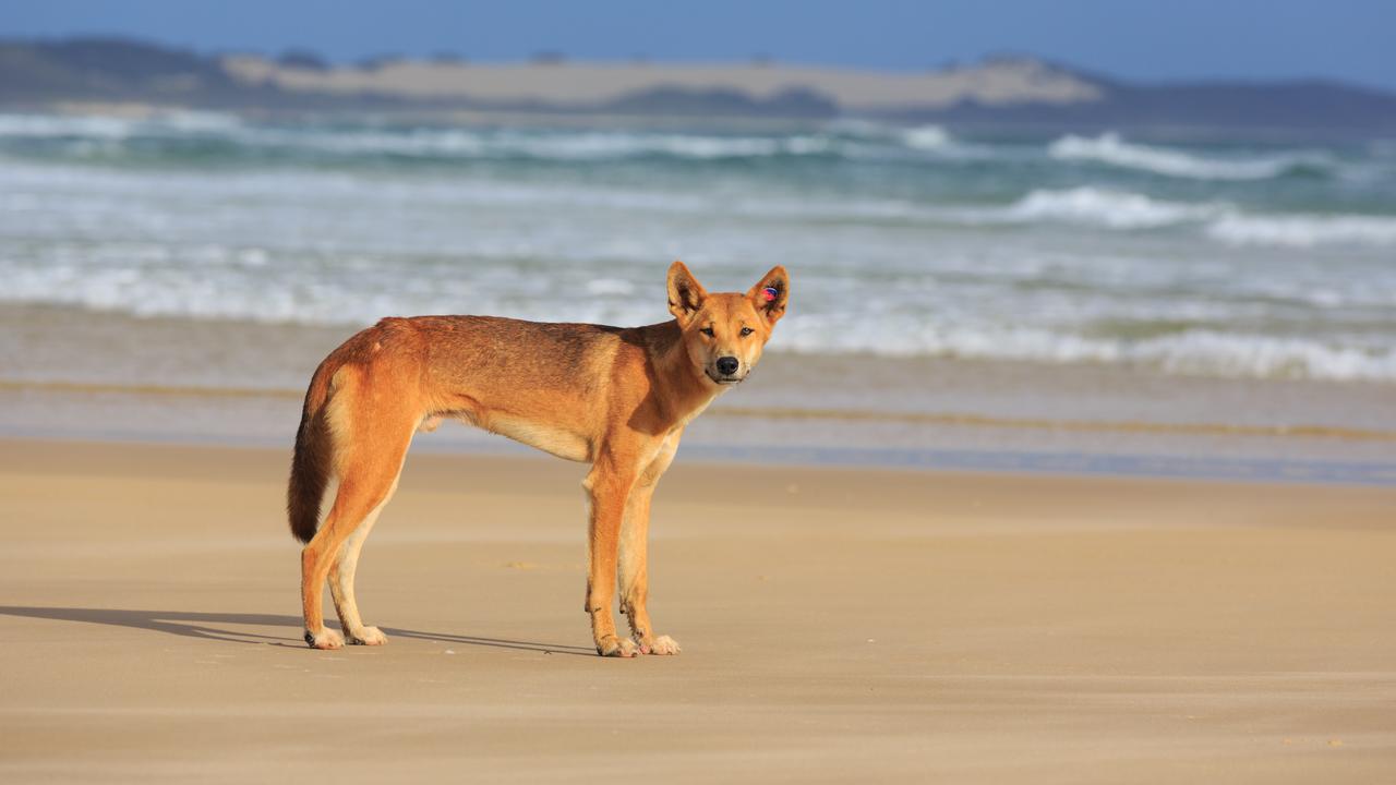 Dingoes on the island are protected, with safety information provided to visitors. Picture: istock