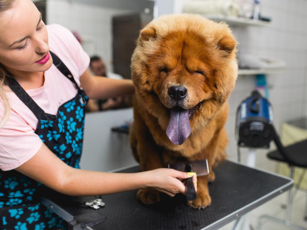 Pet barn shop dog grooming