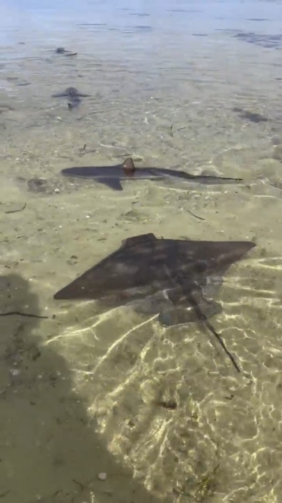 Strange ocean: Sharks and a stingray swimming in shallow water at KI