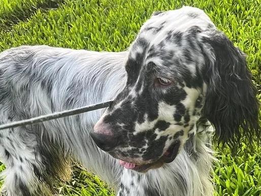 Miracle the dog has gone missing in Queensland, sparking a big search effort by his SA owner. Picture: GoFundMe