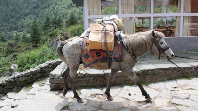 A donkey near Lukla, Nepal. Picture: Chanel Parratt 