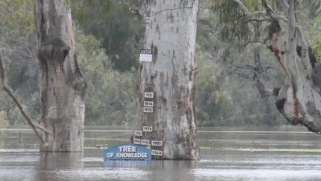 Loxton Tree of Knowledge on November 20, 2022. Picture: Matty Schiller/Facebook