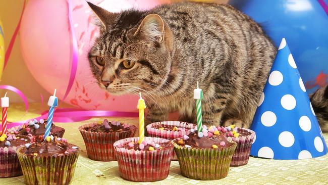 "Monica" at the 2nd Chance Cat Rescue on Thursday, July 2, 2015, in Hampton Park, Victoria, Australia. The rescue centre will celebrate its 4th birthday on July 11th. Picture: Hamish Blair