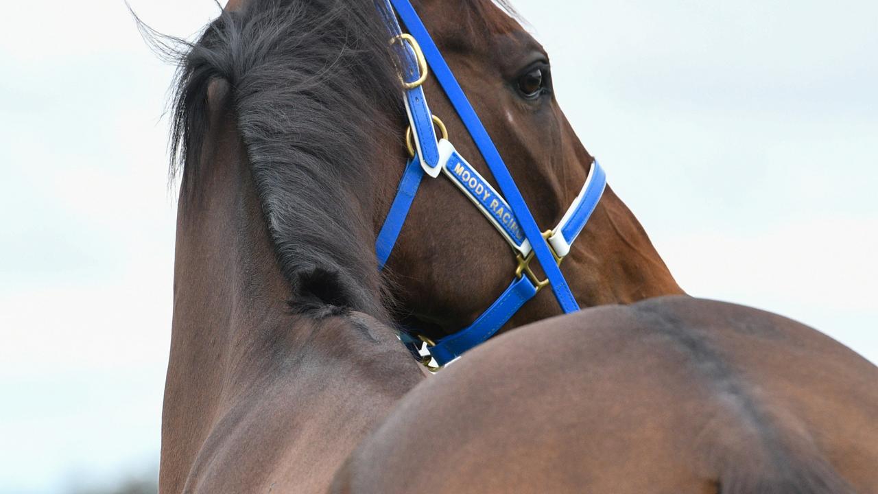 Caulfield Cup winner Incentivise