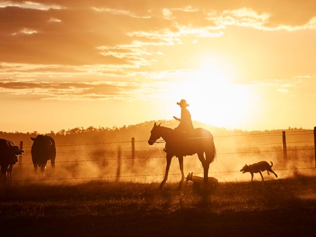 A good investment … Muster Dogs Series Two contestant Zoe Miller with her dogs. Pic: Jesse Smith