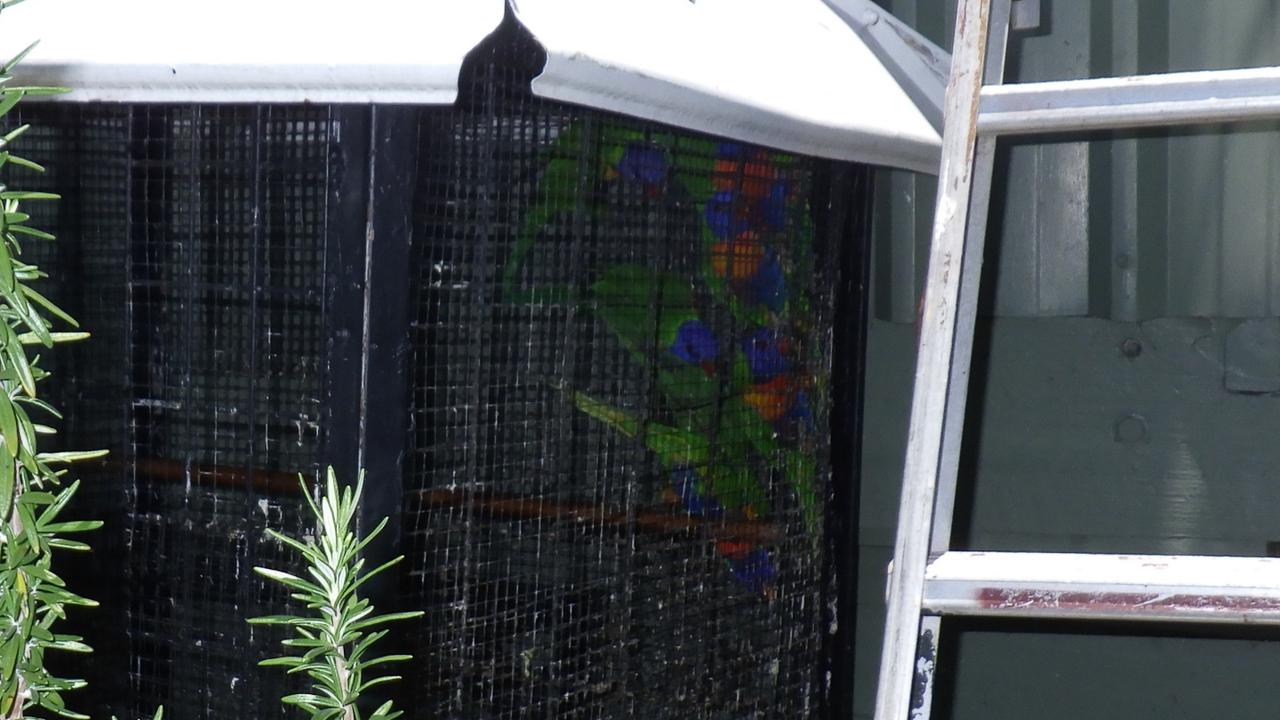 Investigating wildlife officers found the 28 birds, including rainbow lorikeets, pale-headed rosellas and king parrots, being kept in various cages.