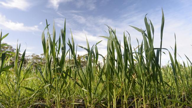 NEWS: Cropping Robert Cowan at Dooen.