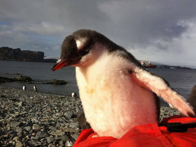 Cute and friendly ... the penguin on his stomach. Picture: Picture Media from Caters News