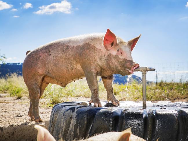 HOLD - CONTACT BRISBANE -  A Pig takes a drink from the fountain on Rhodevale Pastured Pork Farm at Lower Wonga, west of Gympie. Photo Lachie Millard