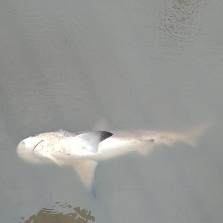 A bull shark, found at Jindalee boat ramp, that died during Monday's wild weather. Picture: Wayne Hammer