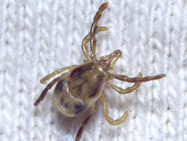 A juvenile paralysis tick. Paralysis ticks have a distinctive triangular-shaped head.