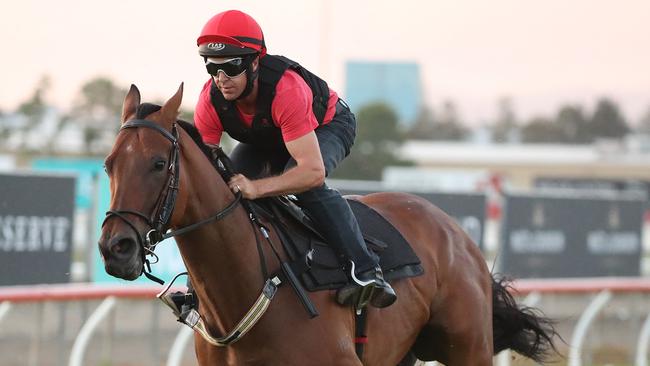 Viddora works on the Gold Coast track ahead of the Magic Millions. Picture: Richard Gosling