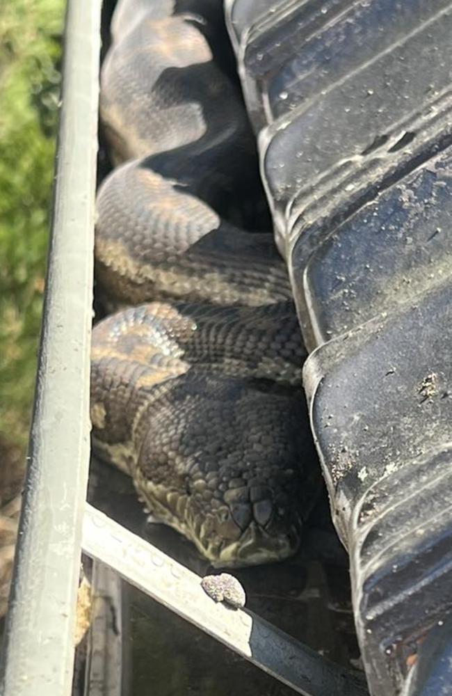 A python was found curled up in the gutter of an Upper Brookfield house. Photo: Lucas' Reptile Rescue.